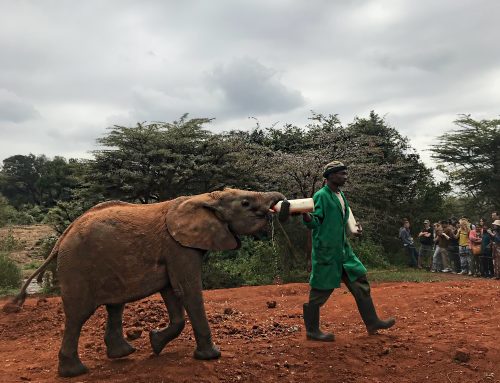 NAIROBI, KENYA – TRAVEL VLOG pt.2